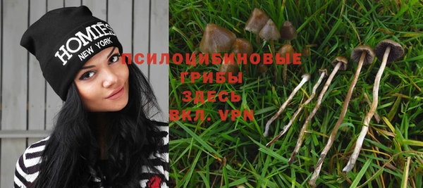 трава Белокуриха